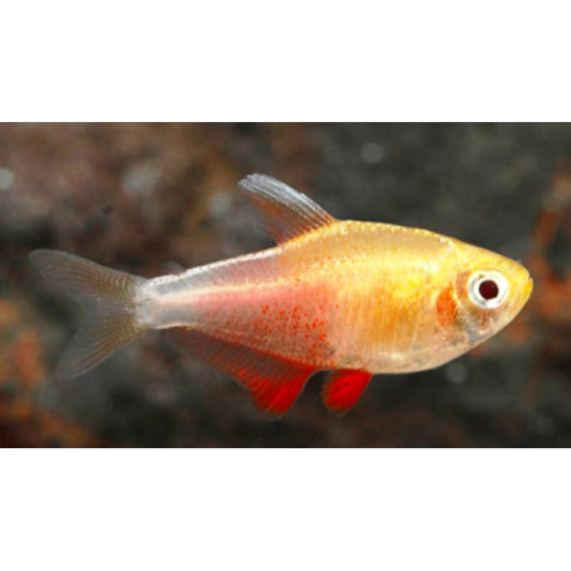 Rode Rio oranje 2,5cm